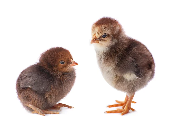 Dois bebê frango closeup — Fotografia de Stock