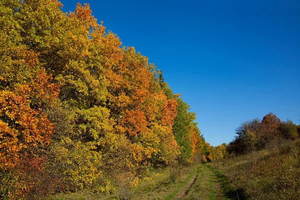 Estrada suja ao longo da floresta de outono — Fotografia de Stock