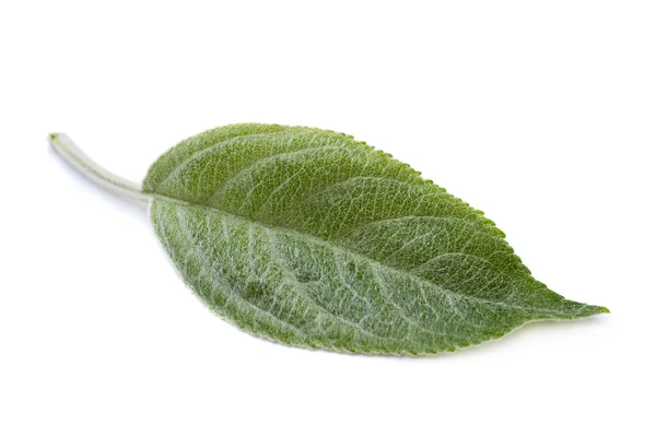 Apple leaf closeup — Stock Photo, Image