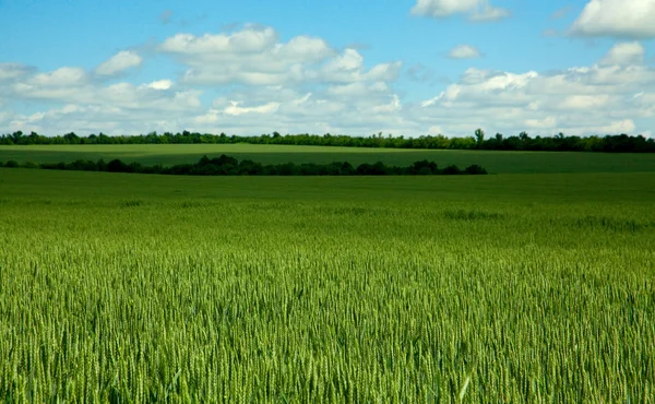 Groene tarweveld — Stockfoto