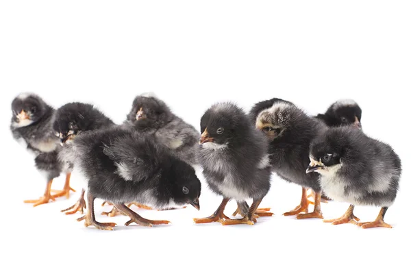 Svart baby kyckling — Stockfoto