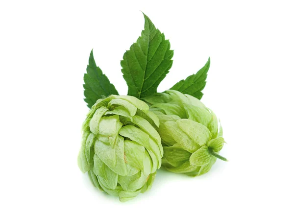 Green hop plant — Stock Photo, Image