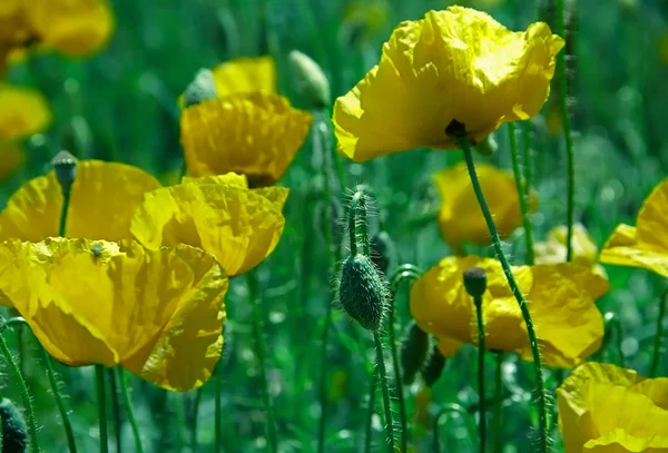 Yellow poppy blossom Stock Picture