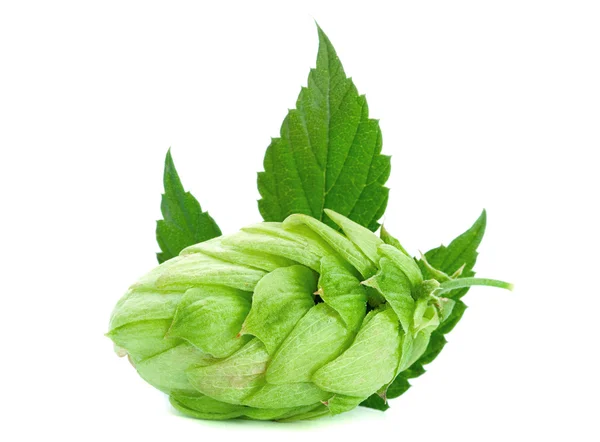 Green hop plant — Stock Photo, Image