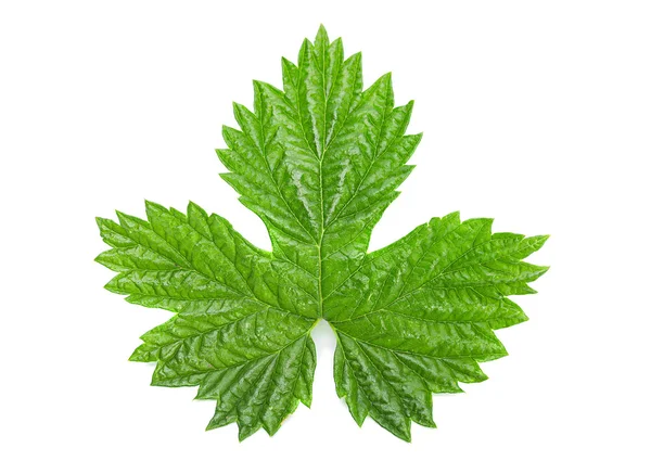 Hop leaf isolerade — Stockfoto