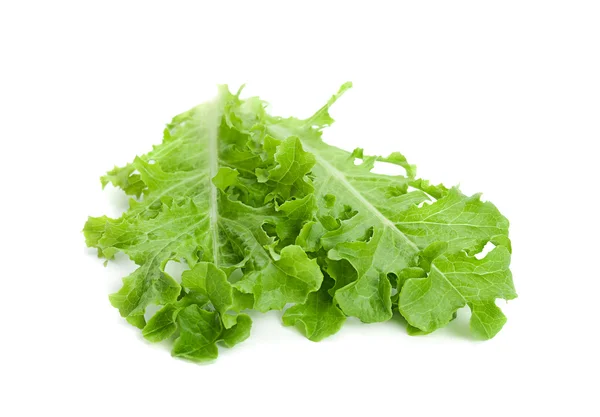 Grön sallad färska salladsblad — Stockfoto