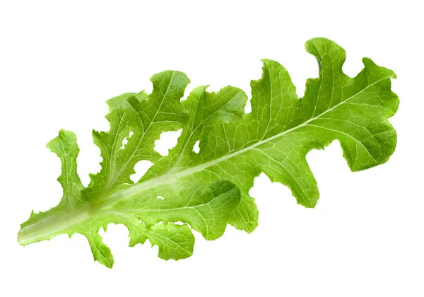 Folha de salada de alface isolada — Fotografia de Stock