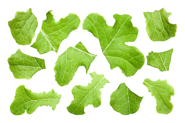 Ensalada de lechuga resistente — Foto de Stock