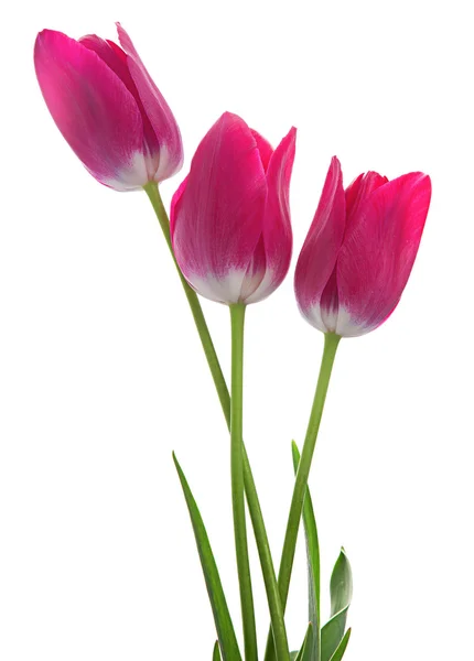 Pink tulip on white — Stock Photo, Image