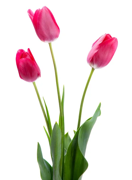 Pink tulip on white — Stock Photo, Image