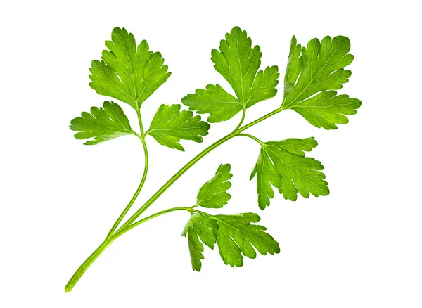 Parsley herb on white — Stock Photo, Image