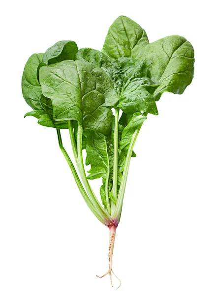Špenát zelenina na bílém — Stock fotografie
