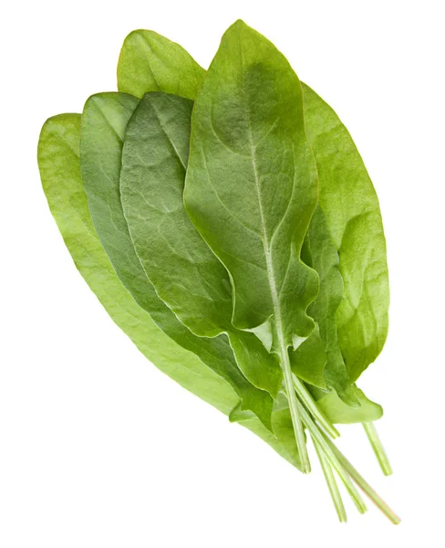 Sorrel herb closeup — Stock Photo, Image