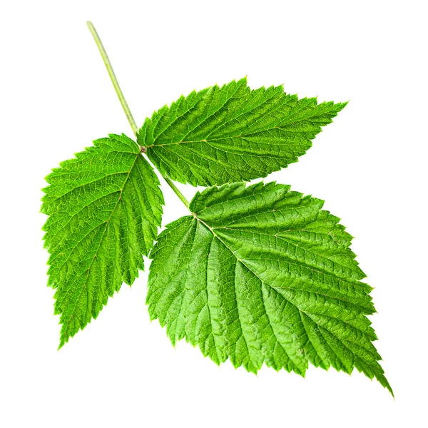 Raspberry leaf op witte — Stockfoto