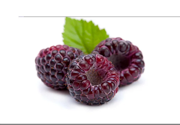 Black raspberry Cumberland — Stock Photo, Image