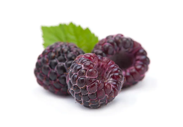 黑树莓坎伯兰 — 图库照片