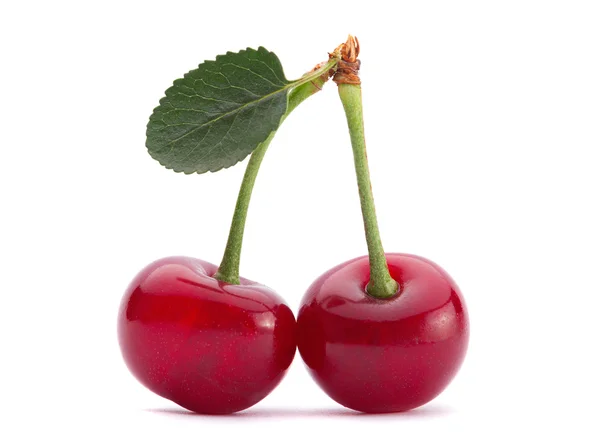 Cherry vruchten op witte — Stockfoto