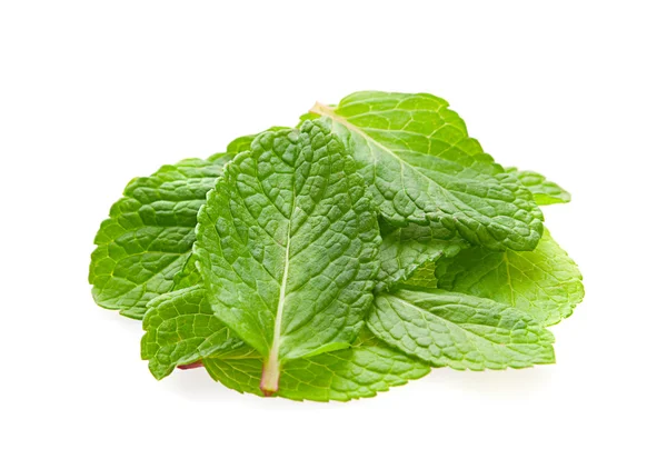 Peppermint herb leaf — Stock Photo, Image