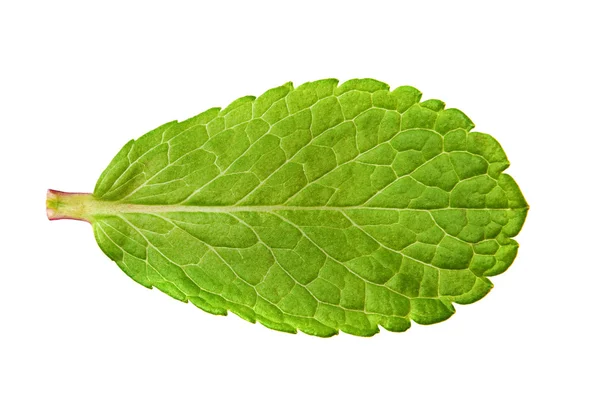 Hoja de menta — Foto de Stock