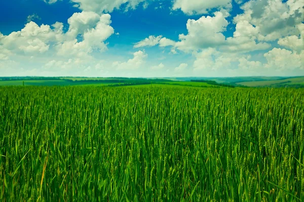 Green wheat field — Stock Photo, Image