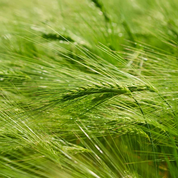 Зеленый крупный план пшеницы — стоковое фото