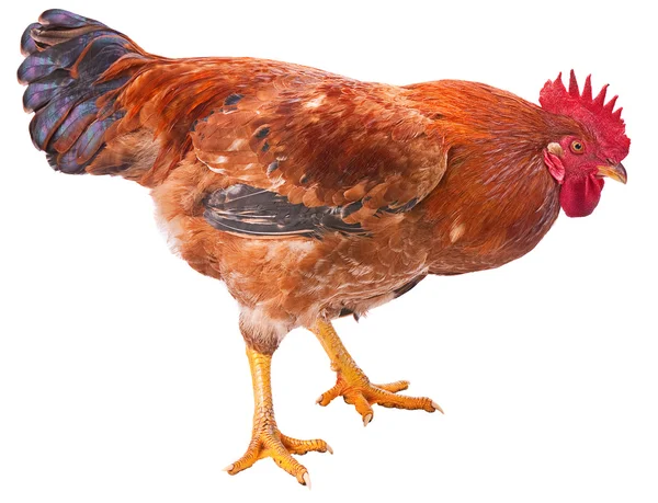 Red rooster isolated — Stock Photo, Image