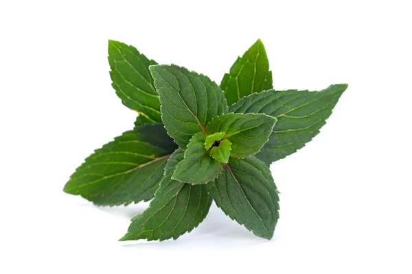 Peppermint leaf on white — Stock Photo, Image