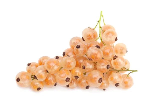 Ribes bianco su bianco — Foto Stock