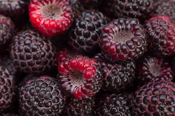 Black raspberry Cumberland — Stock Photo, Image