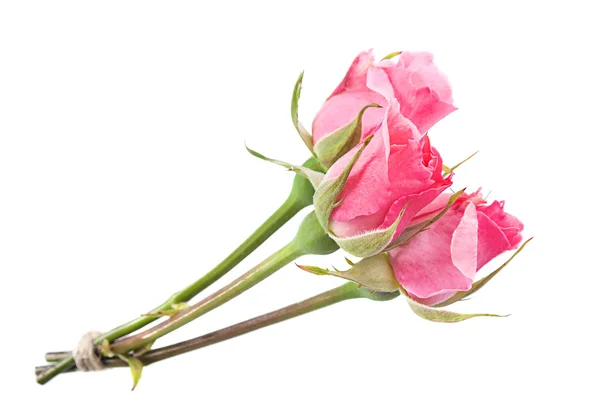 白底粉红玫瑰 — 图库照片