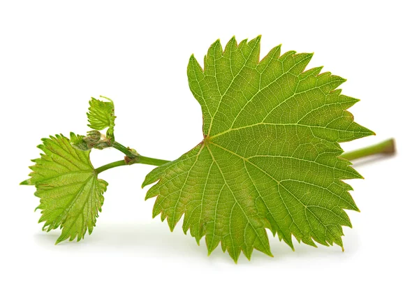 Ramo de hojas de uva —  Fotos de Stock