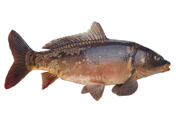 Κυπρίνος καθρέφτης Ποταμίσια ψάρια — Φωτογραφία Αρχείου