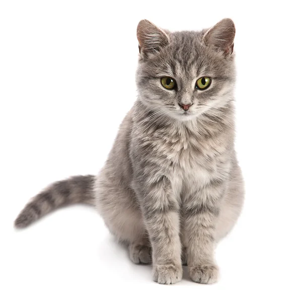 Gray cat sitting — Stock Photo, Image