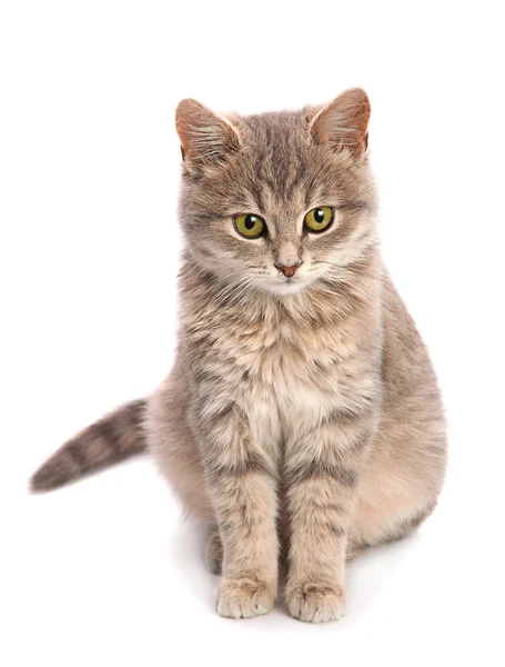 Gray cat sitting — Stock Photo, Image