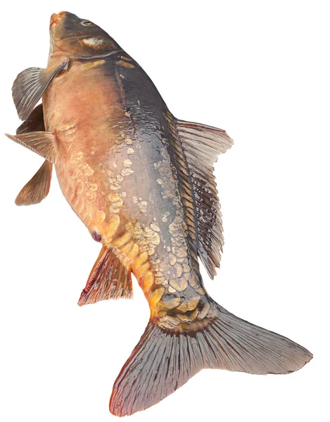 Espelho carpa peixe do rio — Fotografia de Stock