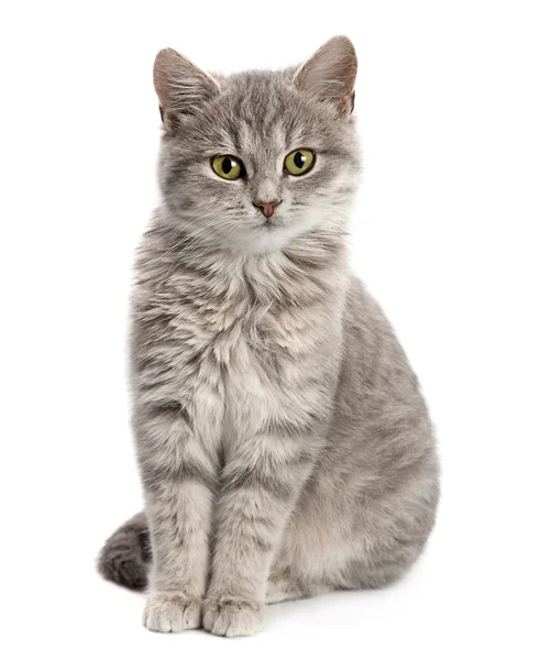 Серая кошка сидит — стоковое фото