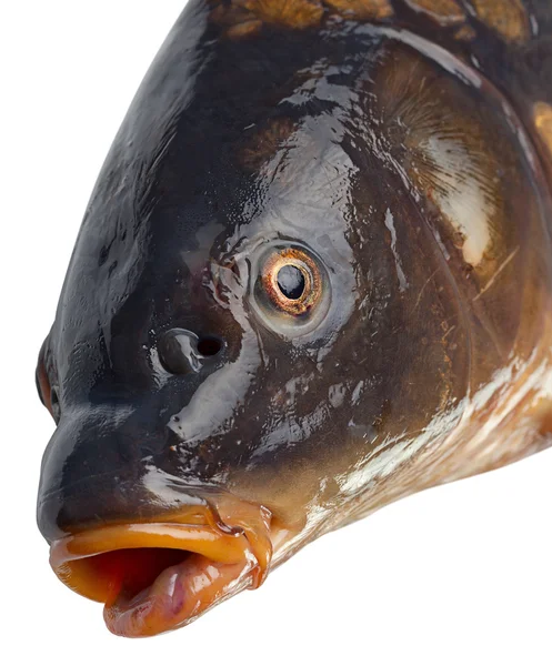 Sazan balık kafası ayna — Stok fotoğraf