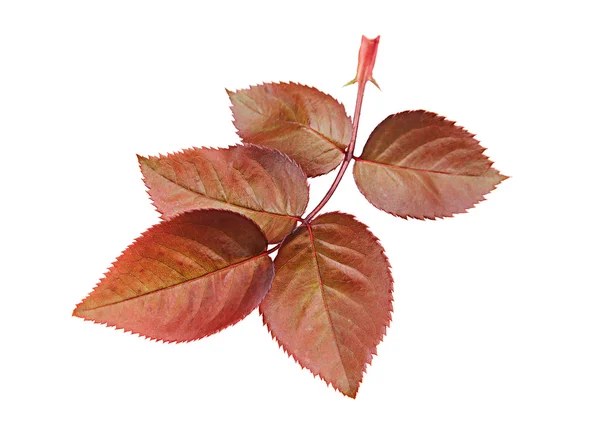 붉은 장미 잎 — 스톡 사진