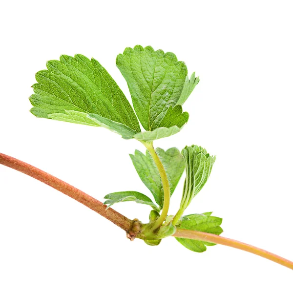 Brotes de fresa hoja en blanco —  Fotos de Stock