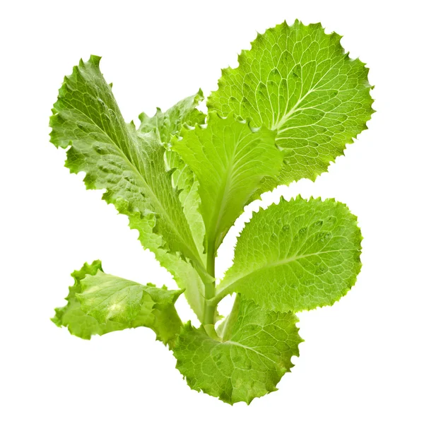 Ensalada de lechuga verde fresca sobre blanco —  Fotos de Stock