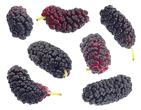 Black mulberry fruit set on white — Stock Photo, Image
