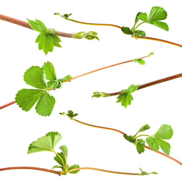 Brotes de fresa hoja — Foto de Stock