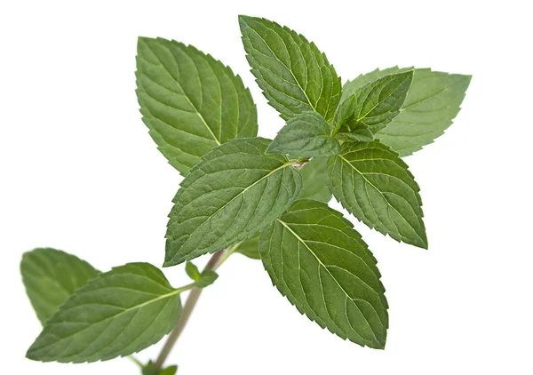 Colseup de hojas de menta sobre blanco — Foto de Stock