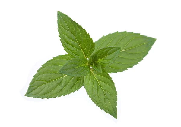 Peppermint blad colseup på vit — Stockfoto