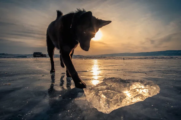 Dog Playing With Ice At Sunset
