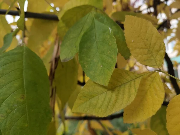 木の上に緑と黄色の葉 — ストック写真