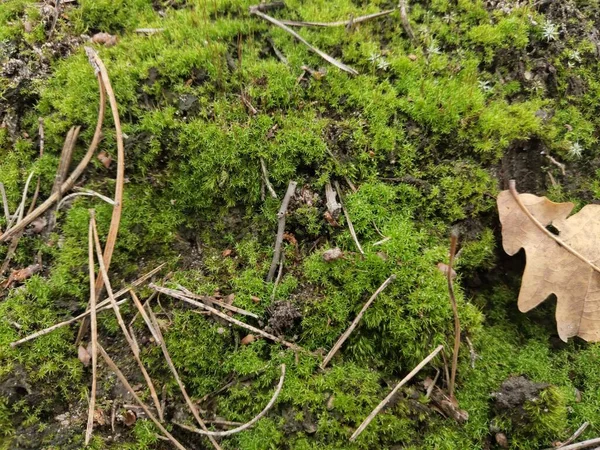 Musgo Floresta Com Agulhas Pinheiro — Fotografia de Stock