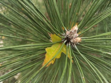 Çam iğneleri ve küçük sonbahar yaprakları.