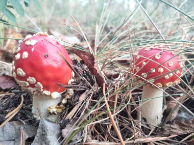 Amanita ormanda.