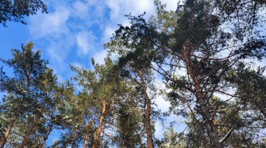 Çamlar ve bulutlu mavi gökyüzü